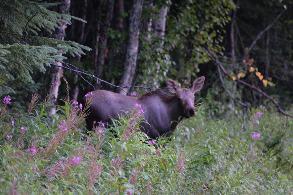 Salmon Catcher Lodge Kenai Exterior foto